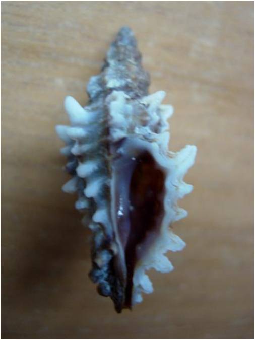 Muricopsis cristata o Muricopsis cevikeri??